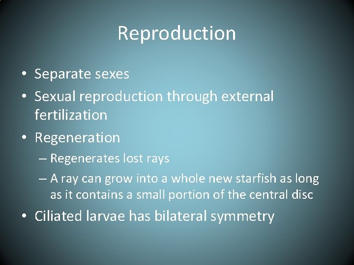 Reproduction • Separate sexes • Sexual reproduction through external fertilization • Regeneration – Regenerates