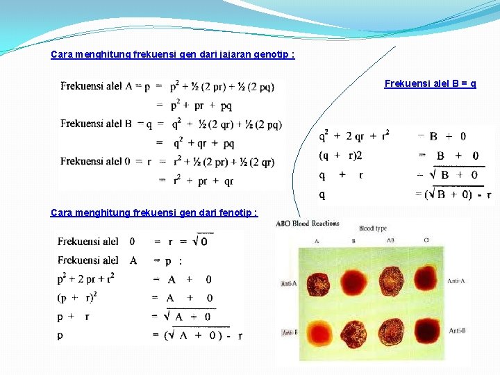 Cara menghitung frekuensi gen dari jajaran genotip : Frekuensi alel B = q Cara