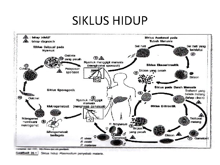 SIKLUS HIDUP 