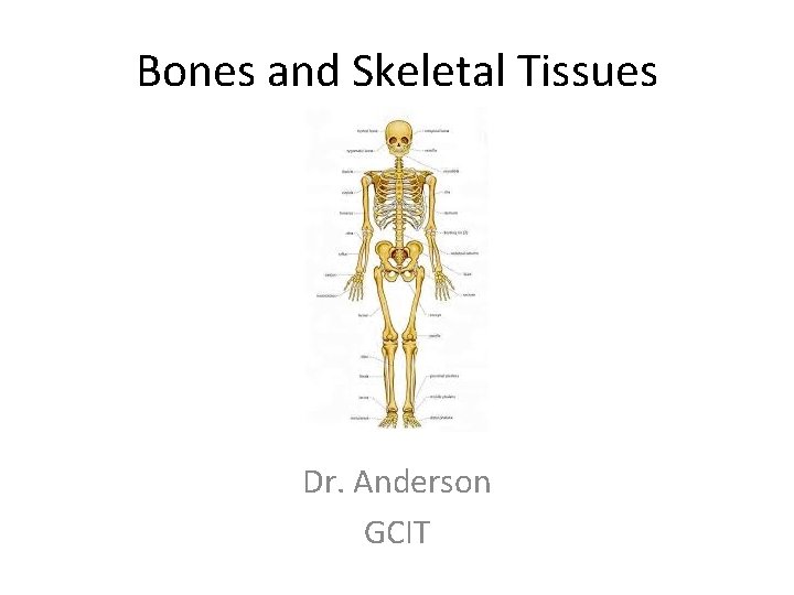 Bones and Skeletal Tissues Dr. Anderson GCIT 