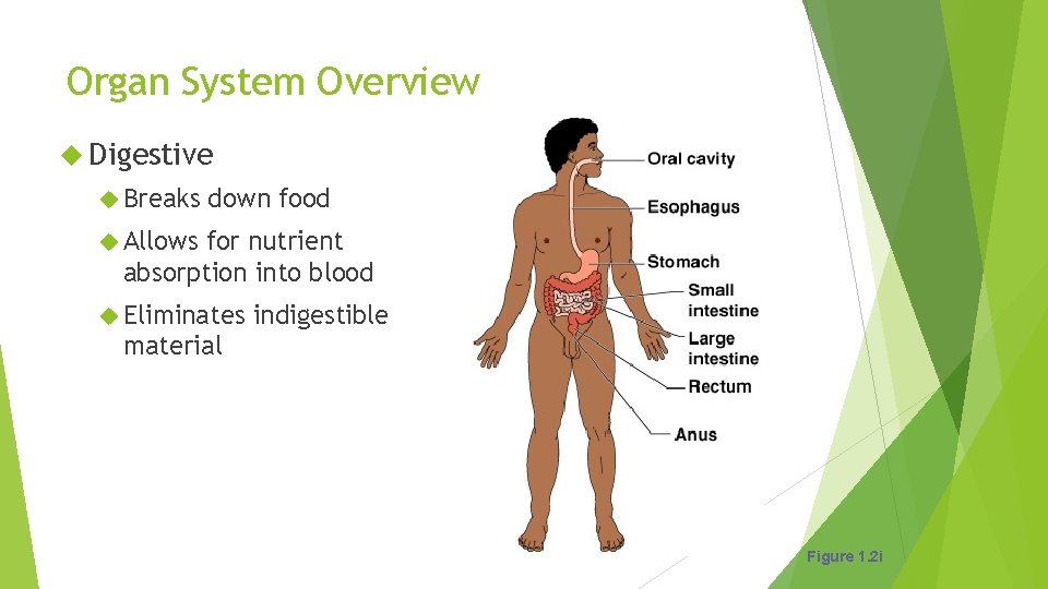 Organ System Overview Digestive Breaks down food Allows for nutrient absorption into blood Eliminates
