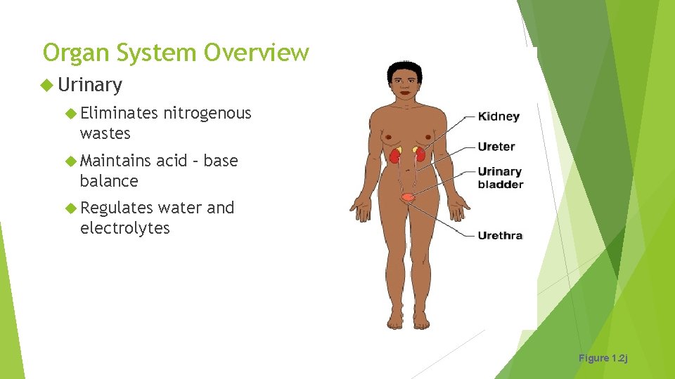 Organ System Overview Urinary Eliminates nitrogenous wastes Maintains acid – base balance Regulates water