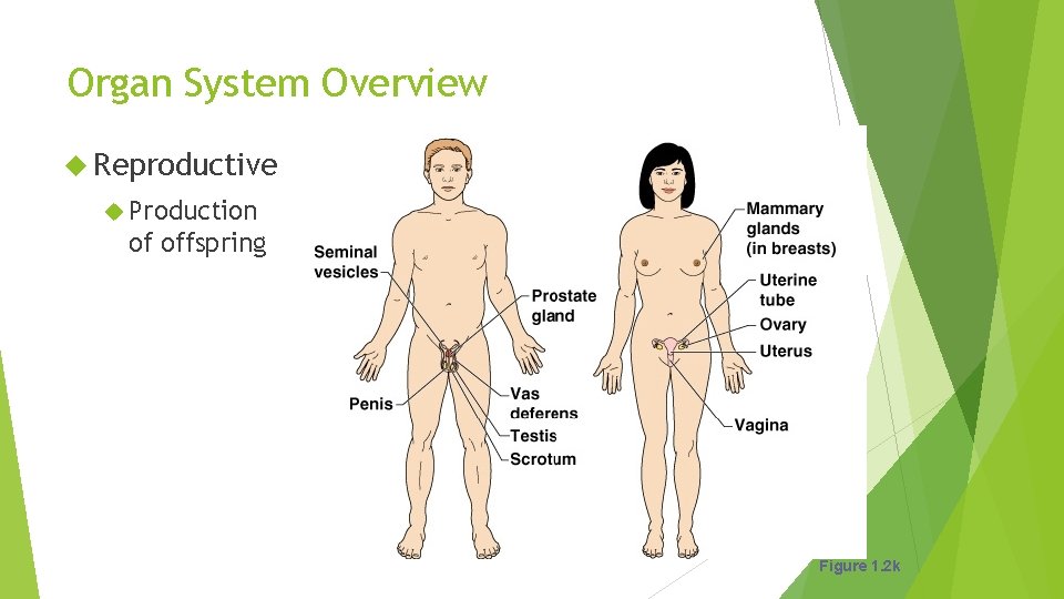 Organ System Overview Reproductive Production of offspring Figure 1. 2 k 