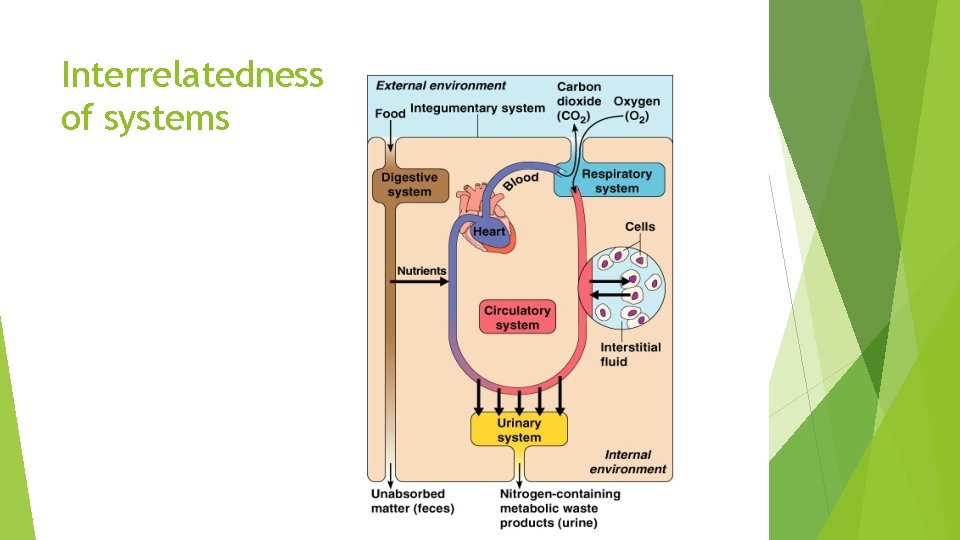 Interrelatedness of systems 