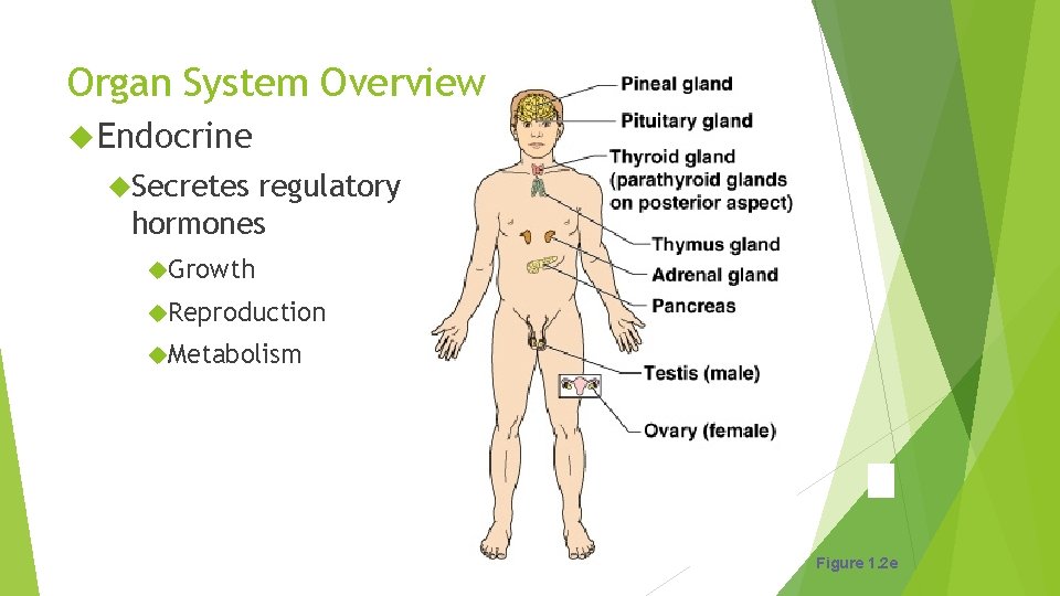 Organ System Overview Endocrine Secretes regulatory hormones Growth Reproduction Metabolism Figure 1. 2 e