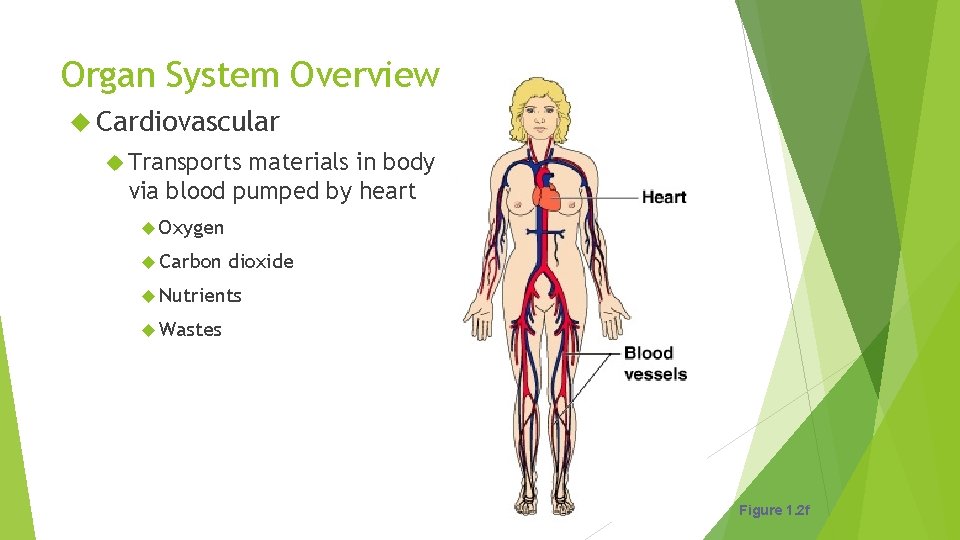 Organ System Overview Cardiovascular Transports materials in body via blood pumped by heart Oxygen
