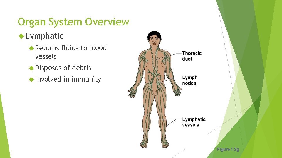 Organ System Overview Lymphatic Returns fluids to blood vessels Disposes of debris Involved in