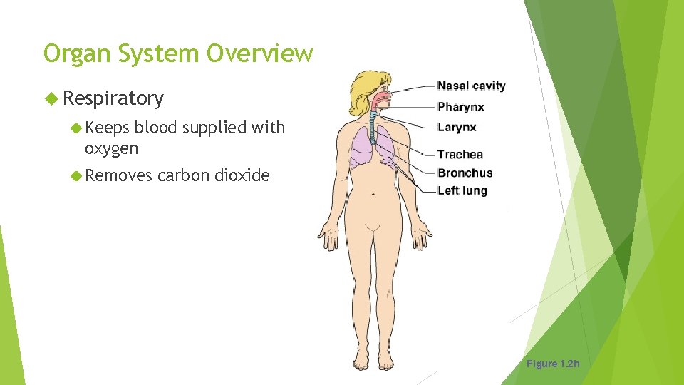 Organ System Overview Respiratory Keeps blood supplied with oxygen Removes carbon dioxide Figure 1.