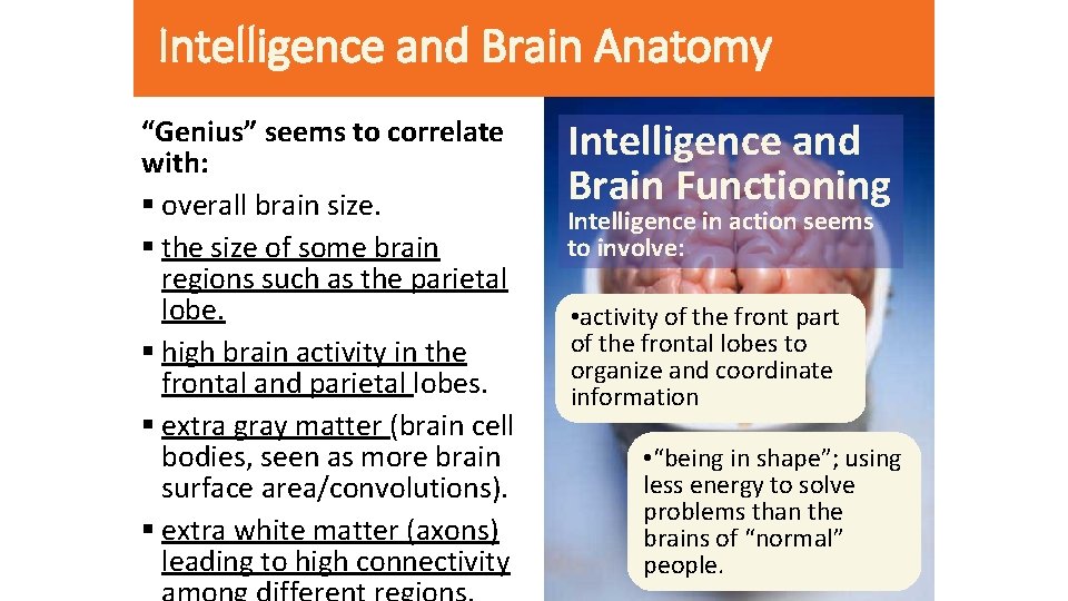 Intelligence and Brain Anatomy “Genius” seems to correlate with: § overall brain size. §