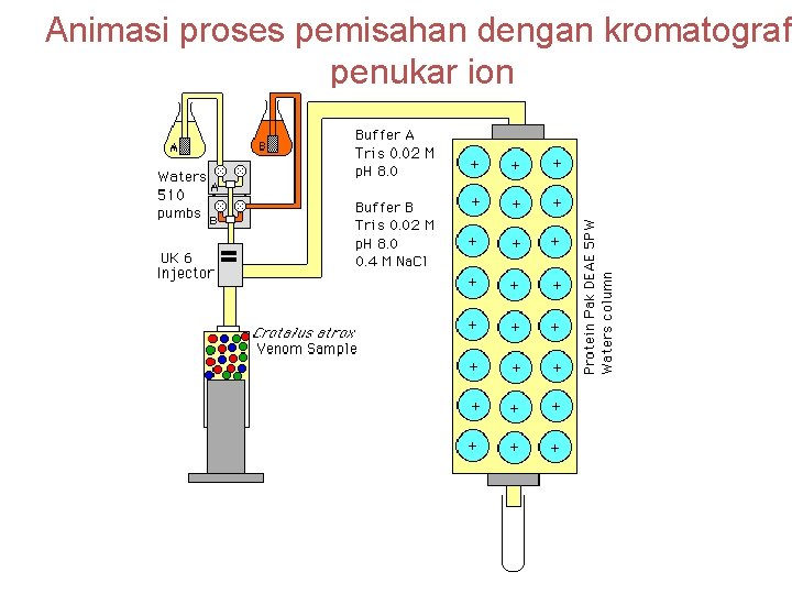 Animasi proses pemisahan dengan kromatografi penukar ion 