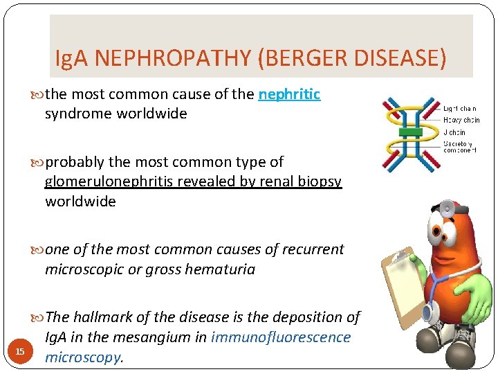 Ig. A NEPHROPATHY (BERGER DISEASE) the most common cause of the nephritic syndrome worldwide