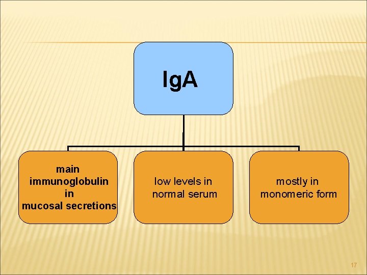Ig. A main immunoglobulin in mucosal secretions low levels in normal serum mostly in