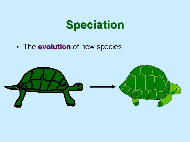 Speciation • The evolution of new species. 