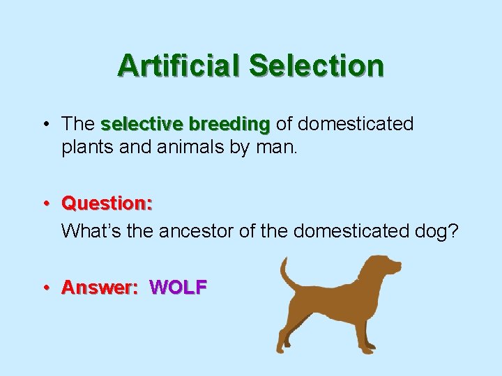 Artificial Selection • The selective breeding of domesticated plants and animals by man. •