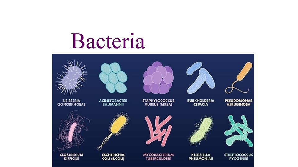 Bacteria 