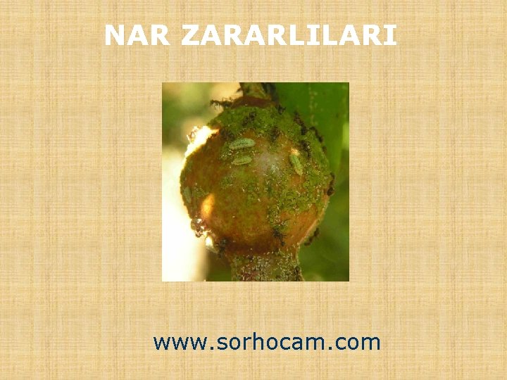 NAR ZARARLILARI www. sorhocam. com 