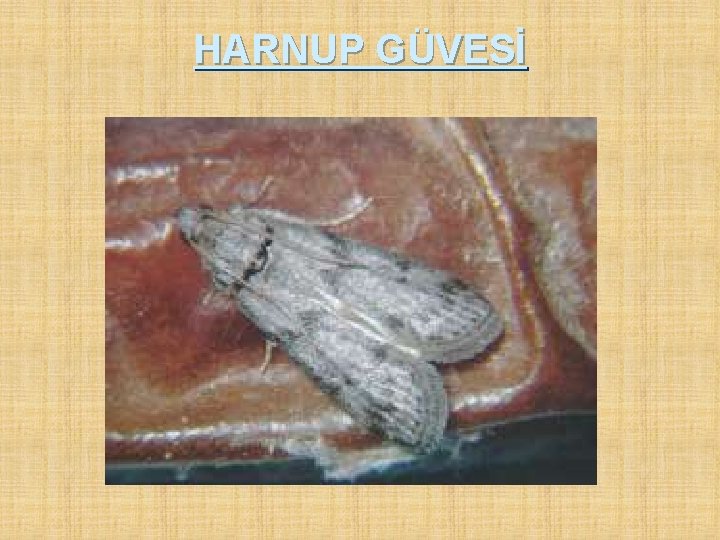 HARNUP GÜVESİ 