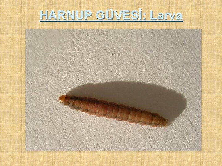 HARNUP GÜVESİ: Larva 