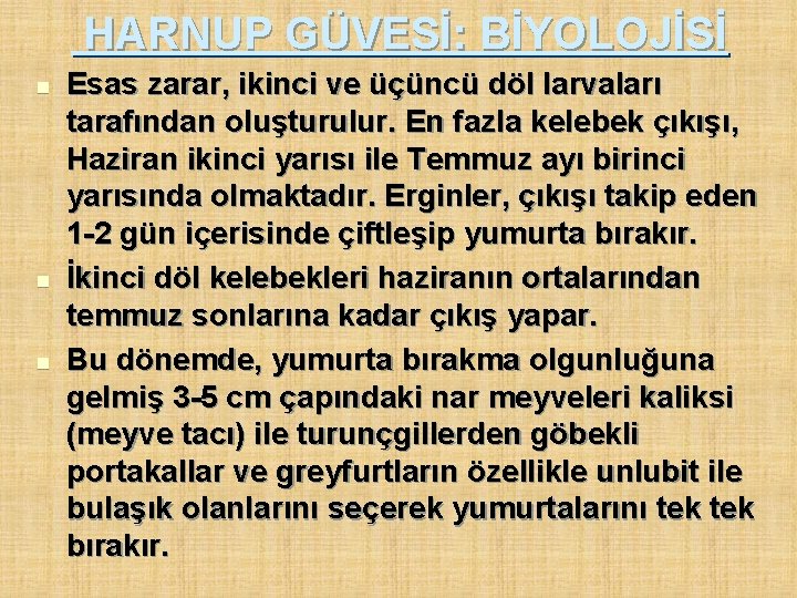 HARNUP GÜVESİ: BİYOLOJİSİ n n n Esas zarar, ikinci ve üçüncü döl larvaları tarafından