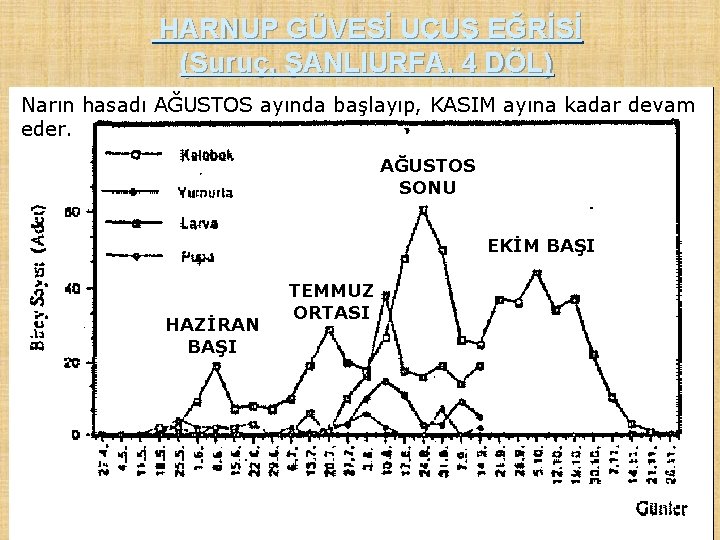 HARNUP GÜVESİ UÇUŞ EĞRİSİ (Suruç, ŞANLIURFA, 4 DÖL) Narın hasadı AĞUSTOS ayında başlayıp, KASIM