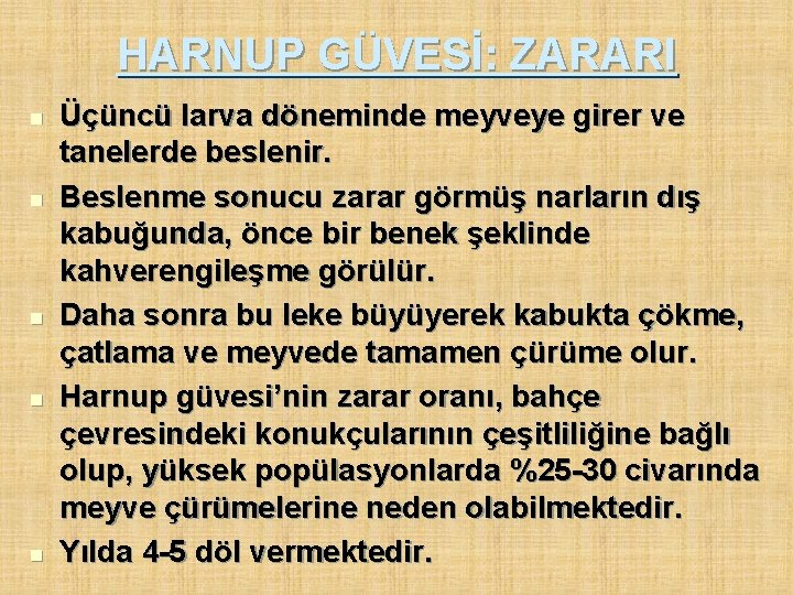 HARNUP GÜVESİ: ZARARI n n n Üçüncü larva döneminde meyveye girer ve tanelerde beslenir.