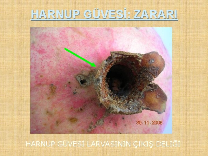 HARNUP GÜVESİ: ZARARI HARNUP GÜVESİ LARVASININ ÇIKIŞ DELİĞİ 