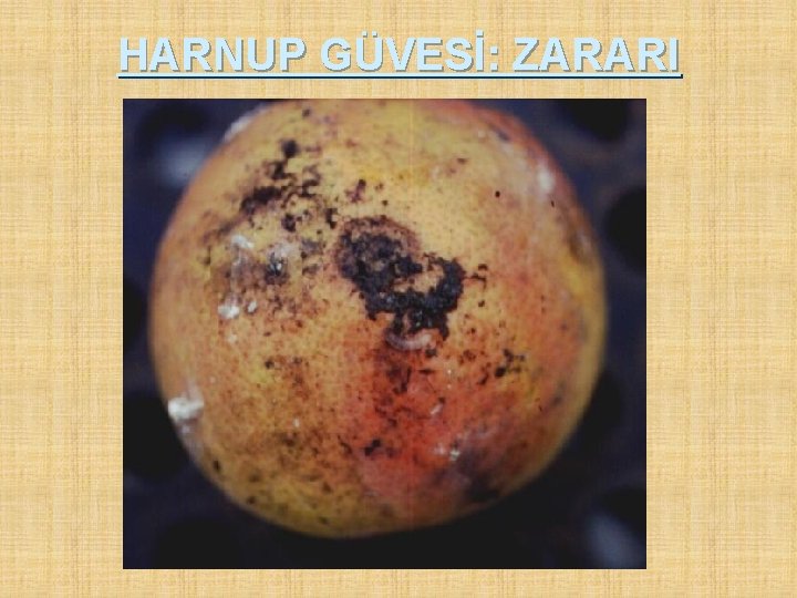 HARNUP GÜVESİ: ZARARI 