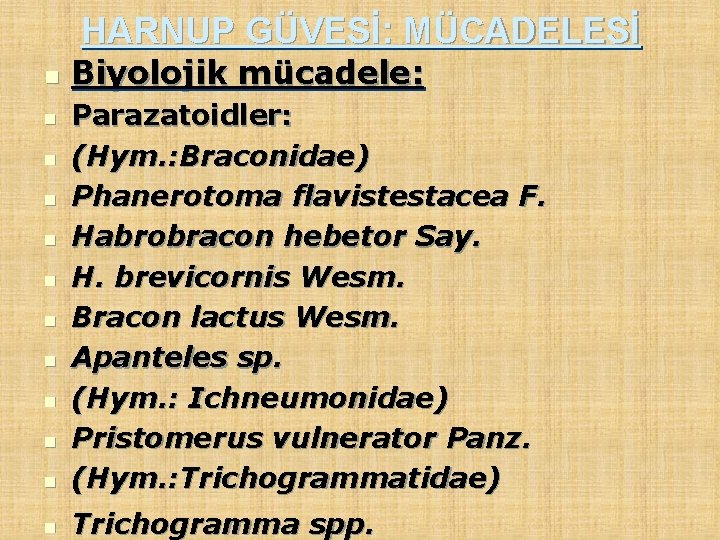 HARNUP GÜVESİ: MÜCADELESİ n Biyolojik mücadele: n Parazatoidler: (Hym. : Braconidae) Phanerotoma flavistestacea F.