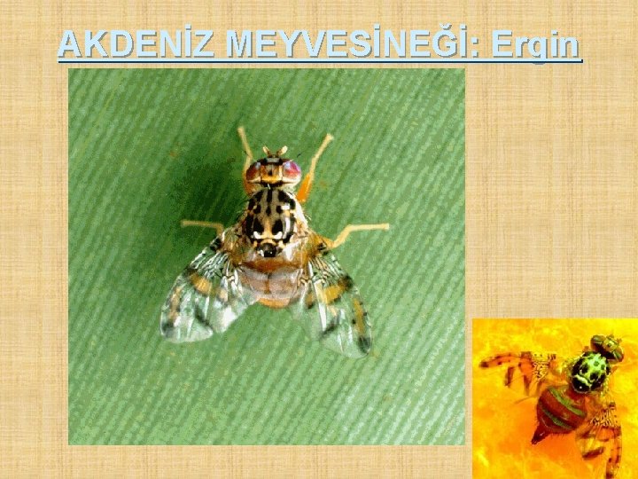 AKDENİZ MEYVESİNEĞİ: Ergin 