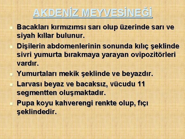 AKDENİZ MEYVESİNEĞİ n n n Bacakları kırmızımsı sarı olup üzerinde sarı ve siyah kıllar