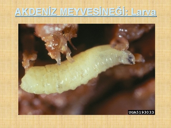 AKDENİZ MEYVESİNEĞİ: Larva 