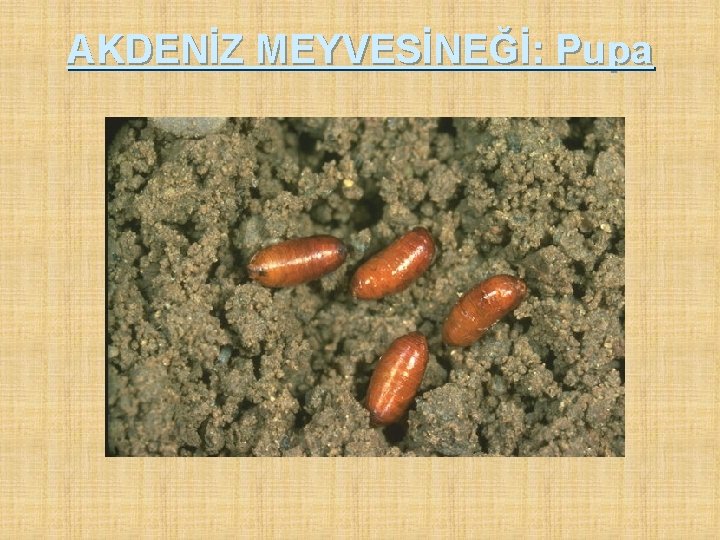 AKDENİZ MEYVESİNEĞİ: Pupa 