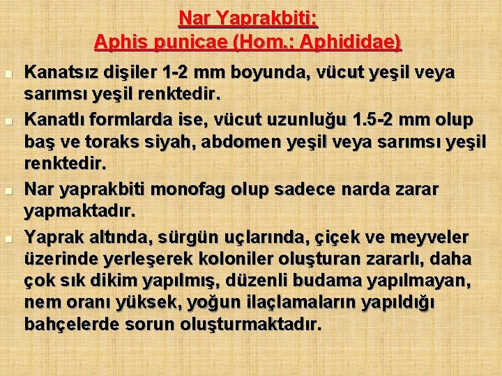 Nar Yaprakbiti: Aphis punicae (Hom. : Aphididae) n n Kanatsız dişiler 1 -2 mm