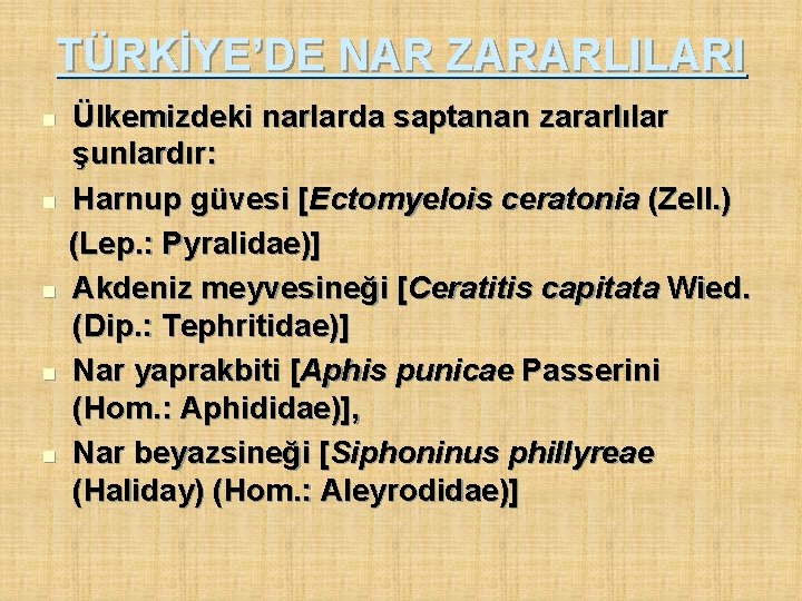 TÜRKİYE’DE NAR ZARARLILARI n n n Ülkemizdeki narlarda saptanan zararlılar şunlardır: Harnup güvesi [Ectomyelois