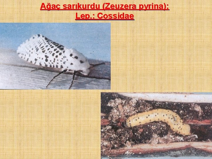 Ağaç sarıkurdu (Zeuzera pyrina): Lep. : Cossidae 