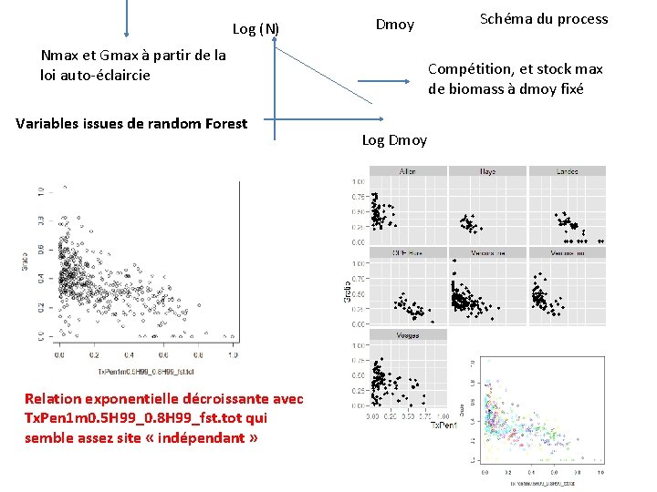 Log (N) Dmoy Nmax et Gmax à partir de la loi auto-éclaircie Variables issues