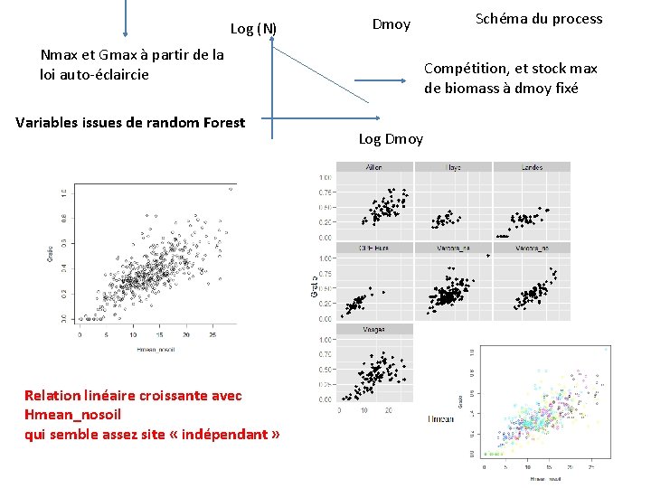 Log (N) Dmoy Nmax et Gmax à partir de la loi auto-éclaircie Variables issues