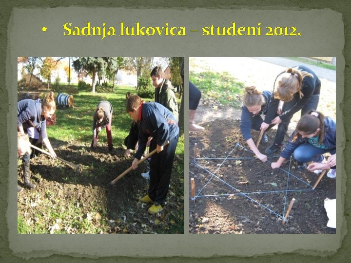  • Sadnja lukovica – studeni 2012. 