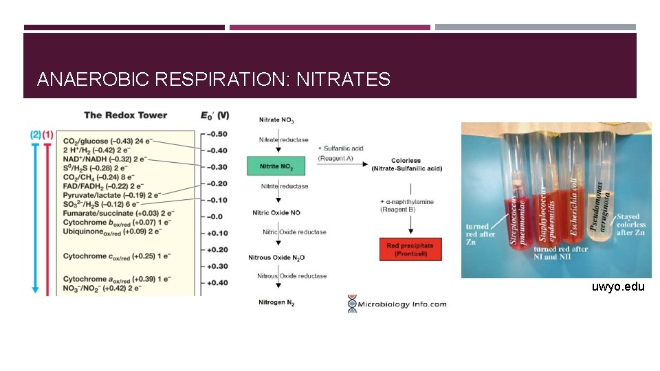 ANAEROBIC RESPIRATION: NITRATES uwyo. edu 