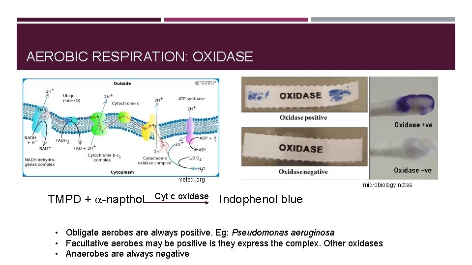 AEROBIC RESPIRATION: OXIDASE vetsci. org TMPD + a-napthol Cyt c oxidase microbiology notes Indophenol