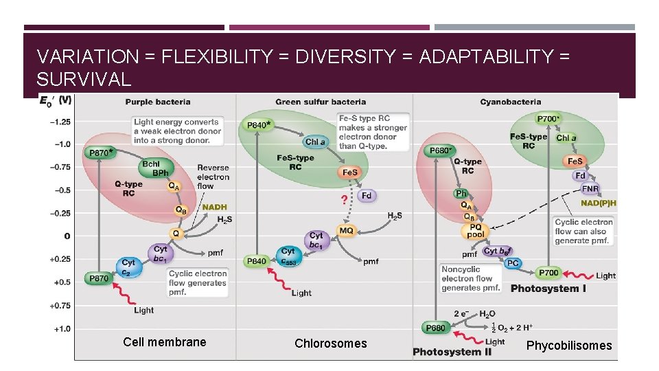 VARIATION = FLEXIBILITY = DIVERSITY = ADAPTABILITY = SURVIVAL Cell membrane Chlorosomes Phycobilisomes 
