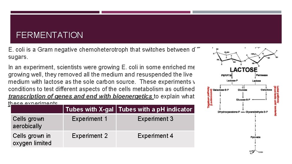 FERMENTATION E. coli is a Gram negative chemoheterotroph that switches between different processes to