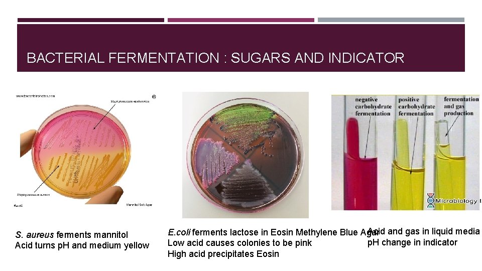 BACTERIAL FERMENTATION : SUGARS AND INDICATOR S. aureus ferments mannitol Acid turns p. H