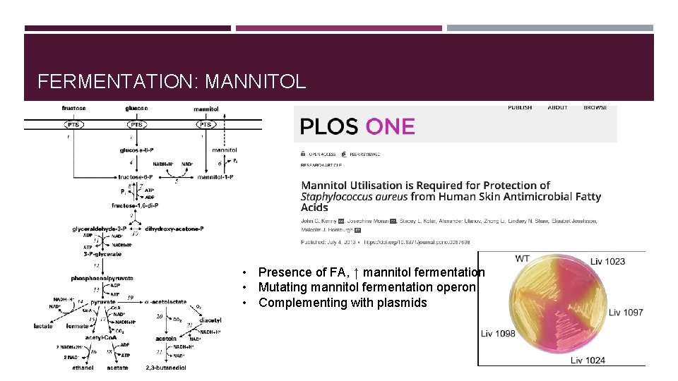 FERMENTATION: MANNITOL • Presence of FA, ↑ mannitol fermentation • Mutating mannitol fermentation operon