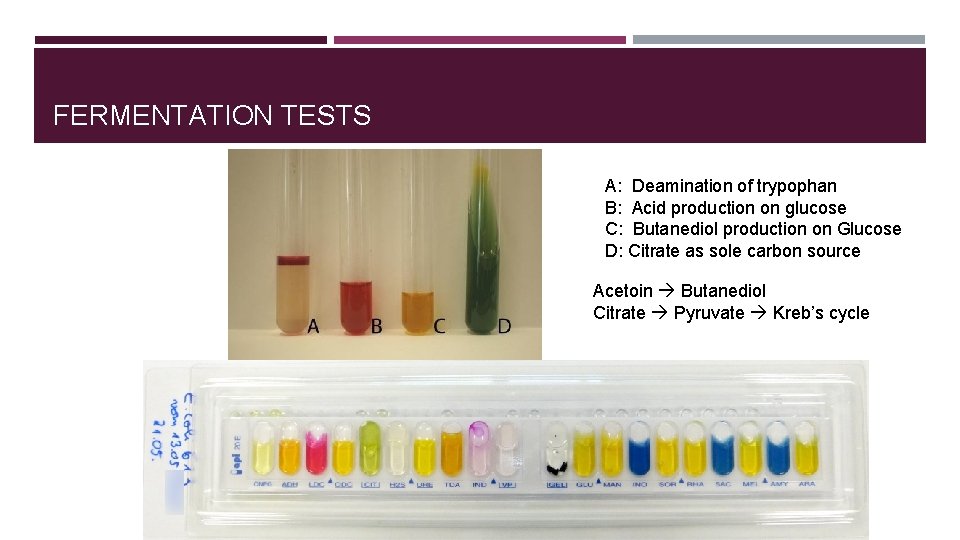 FERMENTATION TESTS A: Deamination of trypophan B: Acid production on glucose C: Butanediol production