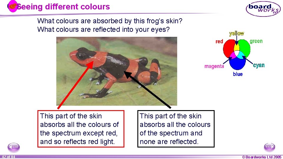 Seeing different colours What colours are absorbed by this frog’s skin? What colours are