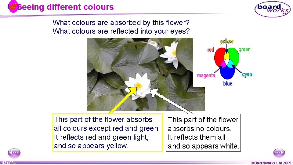 Seeing different colours What colours are absorbed by this flower? What colours are reflected