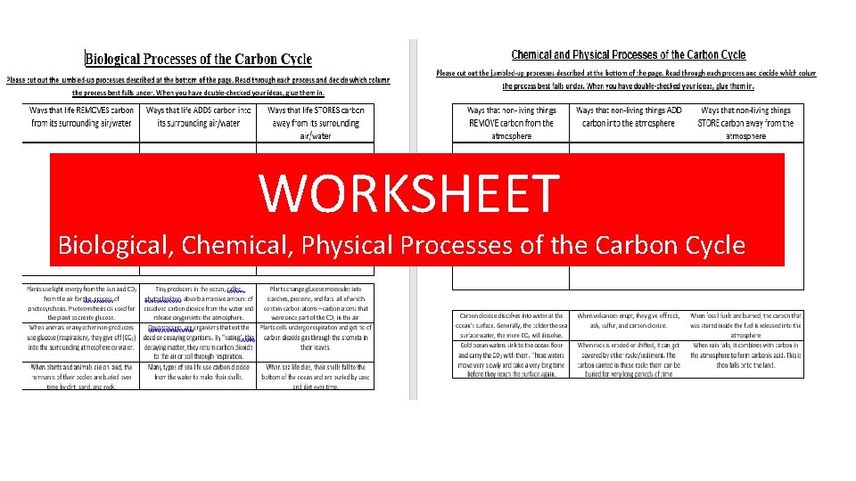 WORKSHEET Biological, Chemical, Physical Processes of the Carbon Cycle 