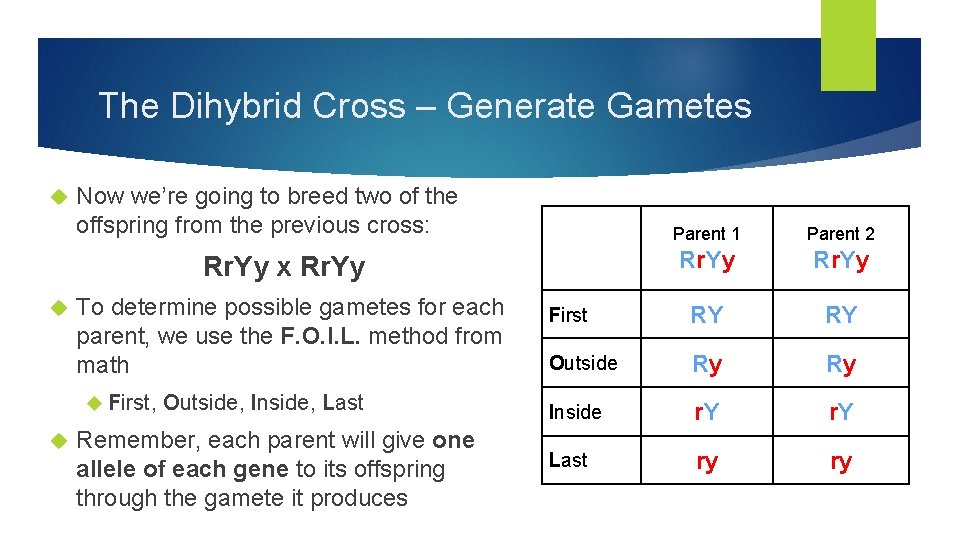 The Dihybrid Cross – Generate Gametes Now we’re going to breed two of the