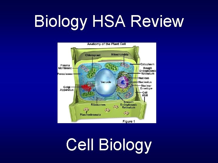 Biology HSA Review Cell Biology 